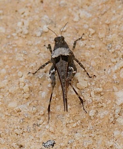 Paratettix meridionalis
